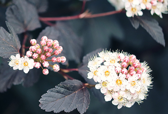 blüten mit blätter