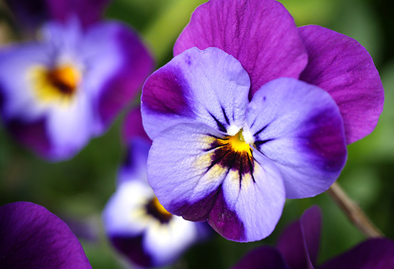 blau-lila veilchenblüte